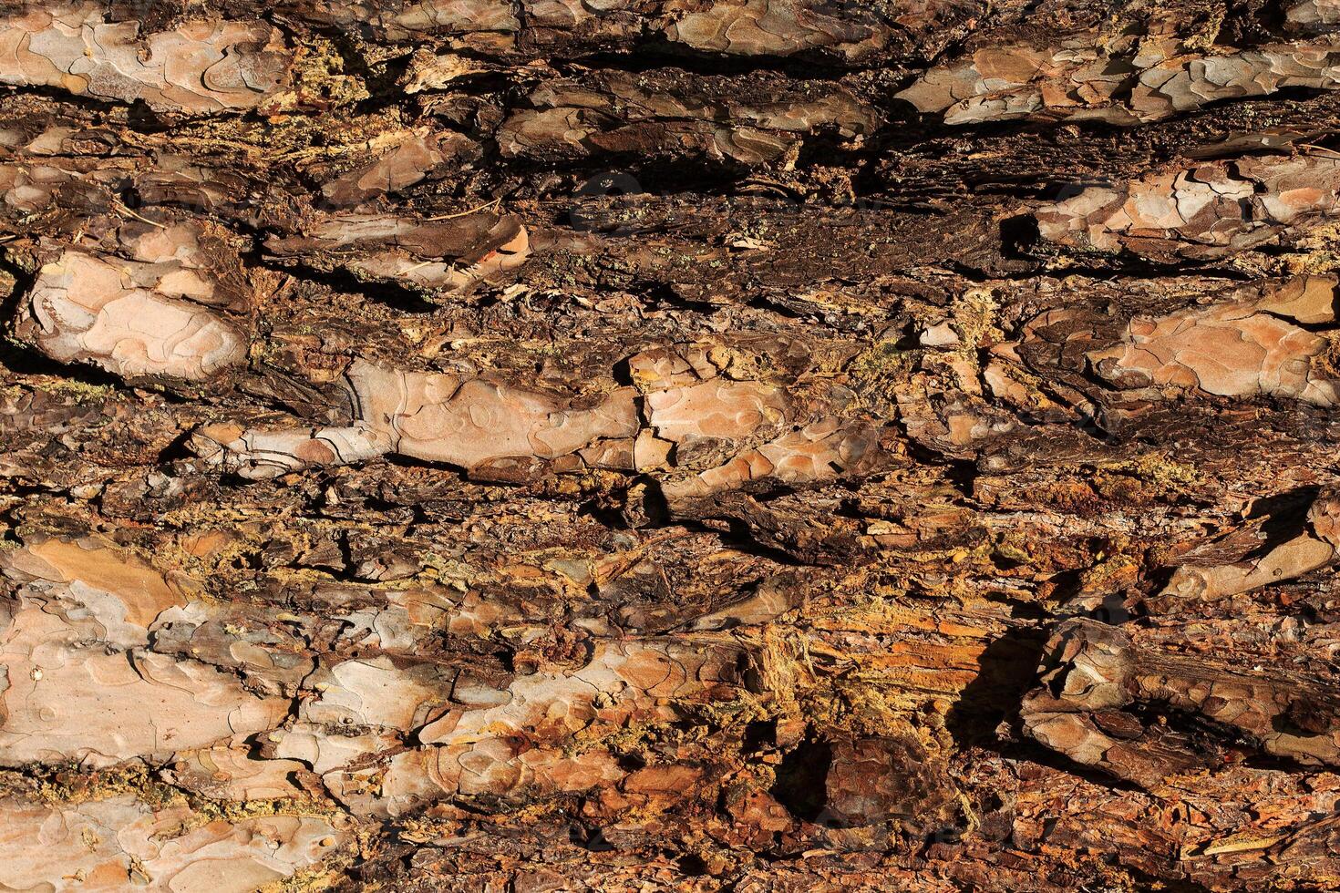 the bark of old pine tree texture photo