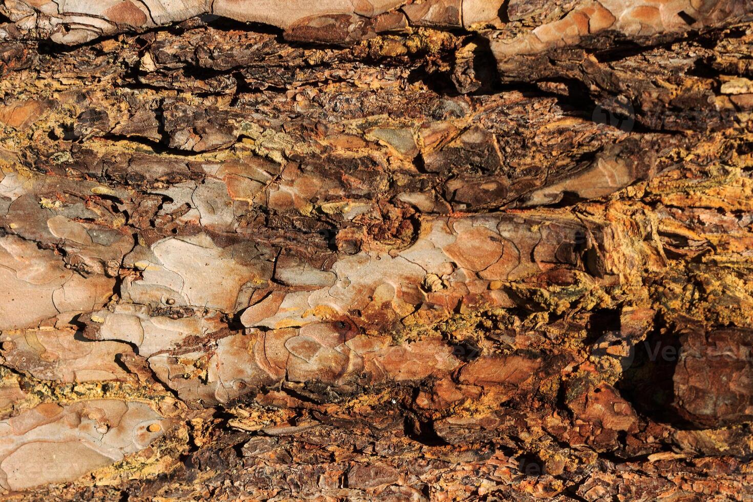 the bark of old pine tree texture photo