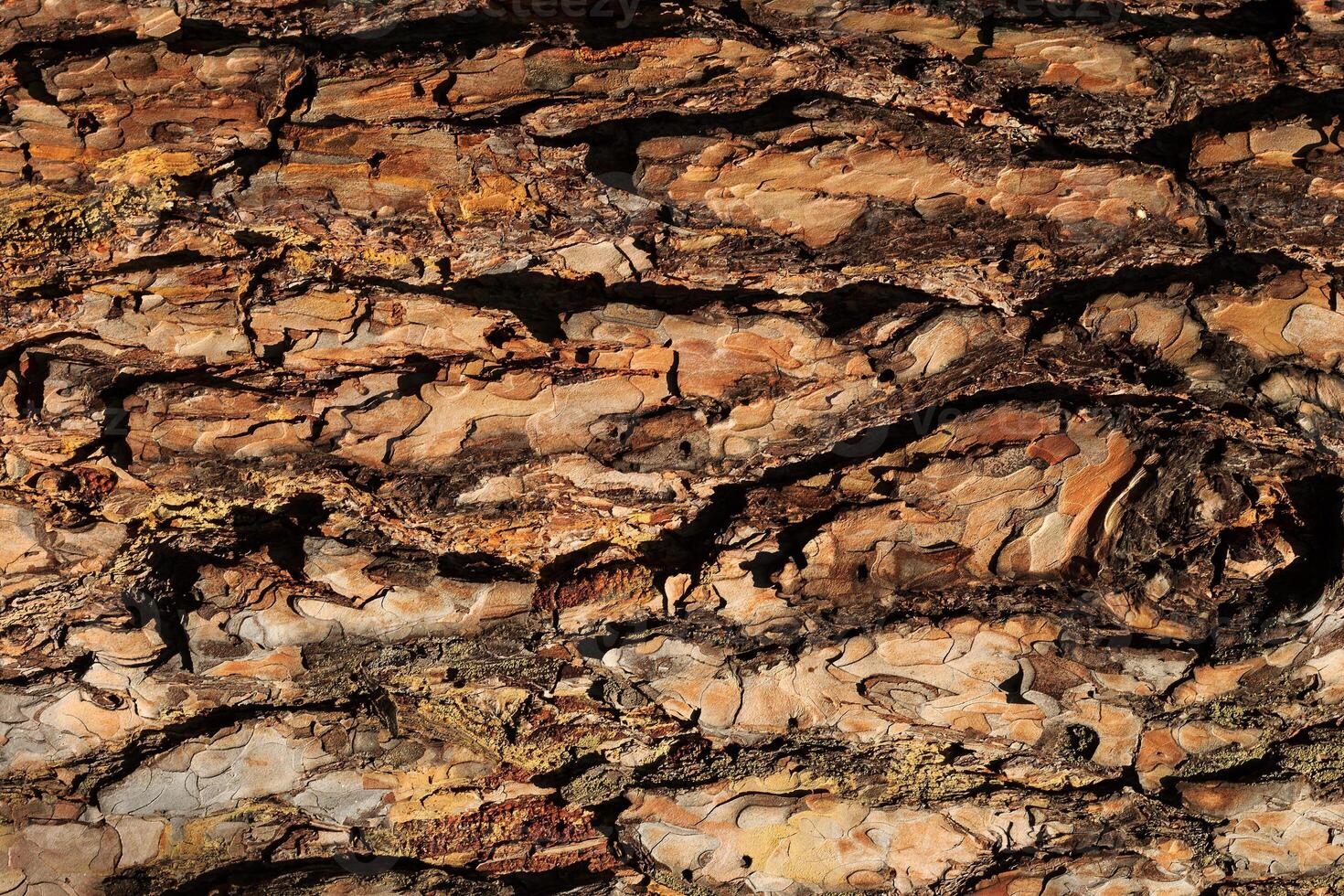 the bark of old pine tree texture photo