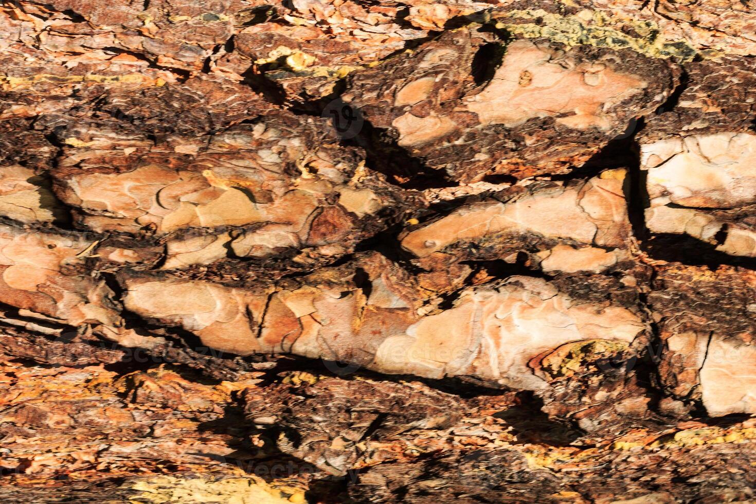 the bark of old pine tree texture photo