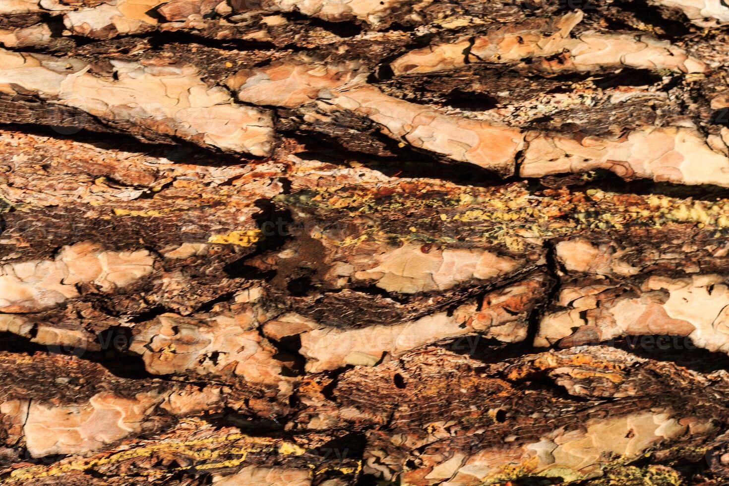 the bark of old pine tree texture photo
