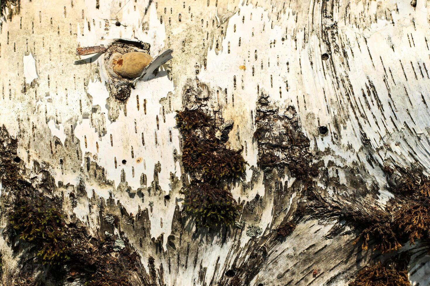 the bark of old birch tree texture photo