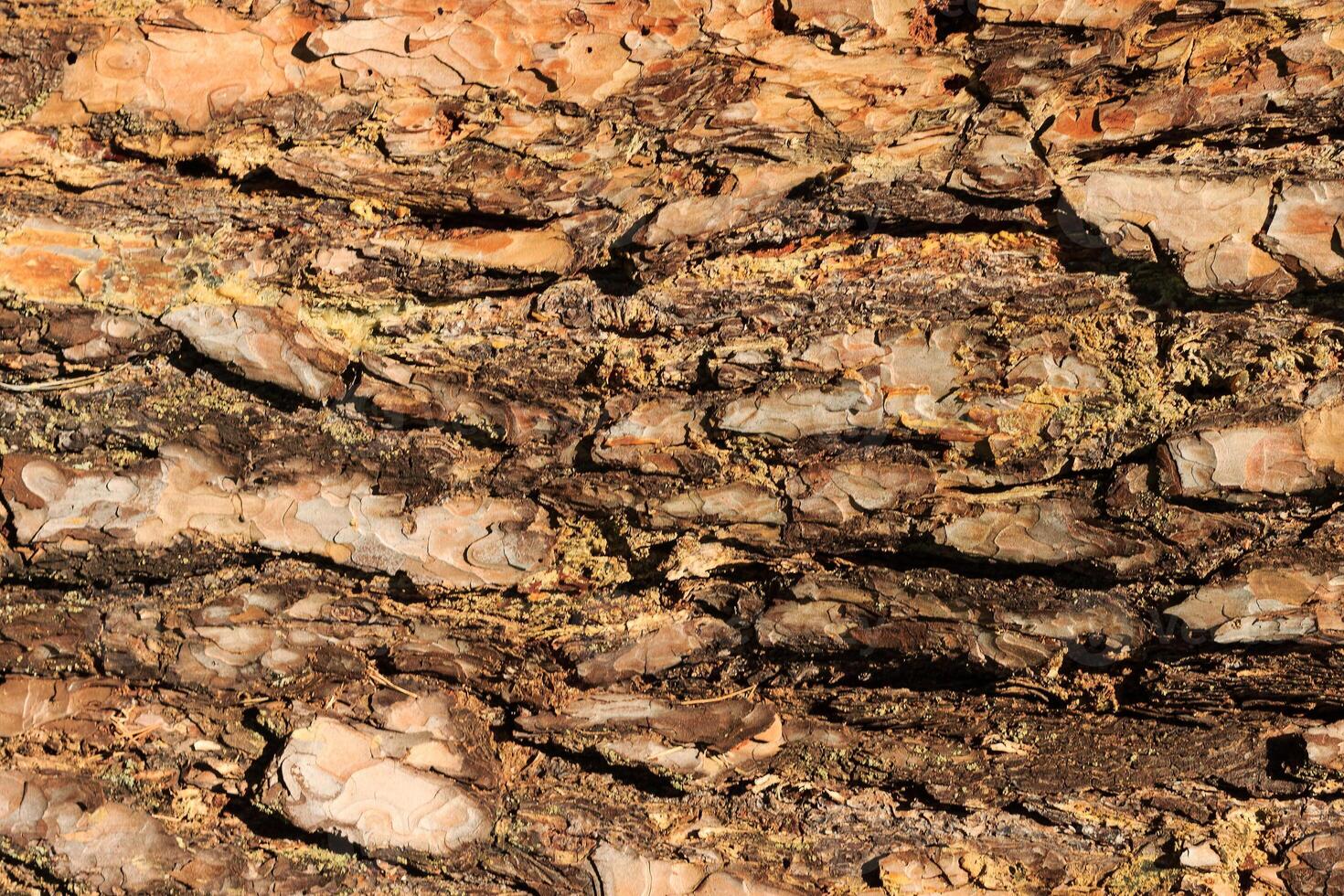 the bark of old pine tree texture photo