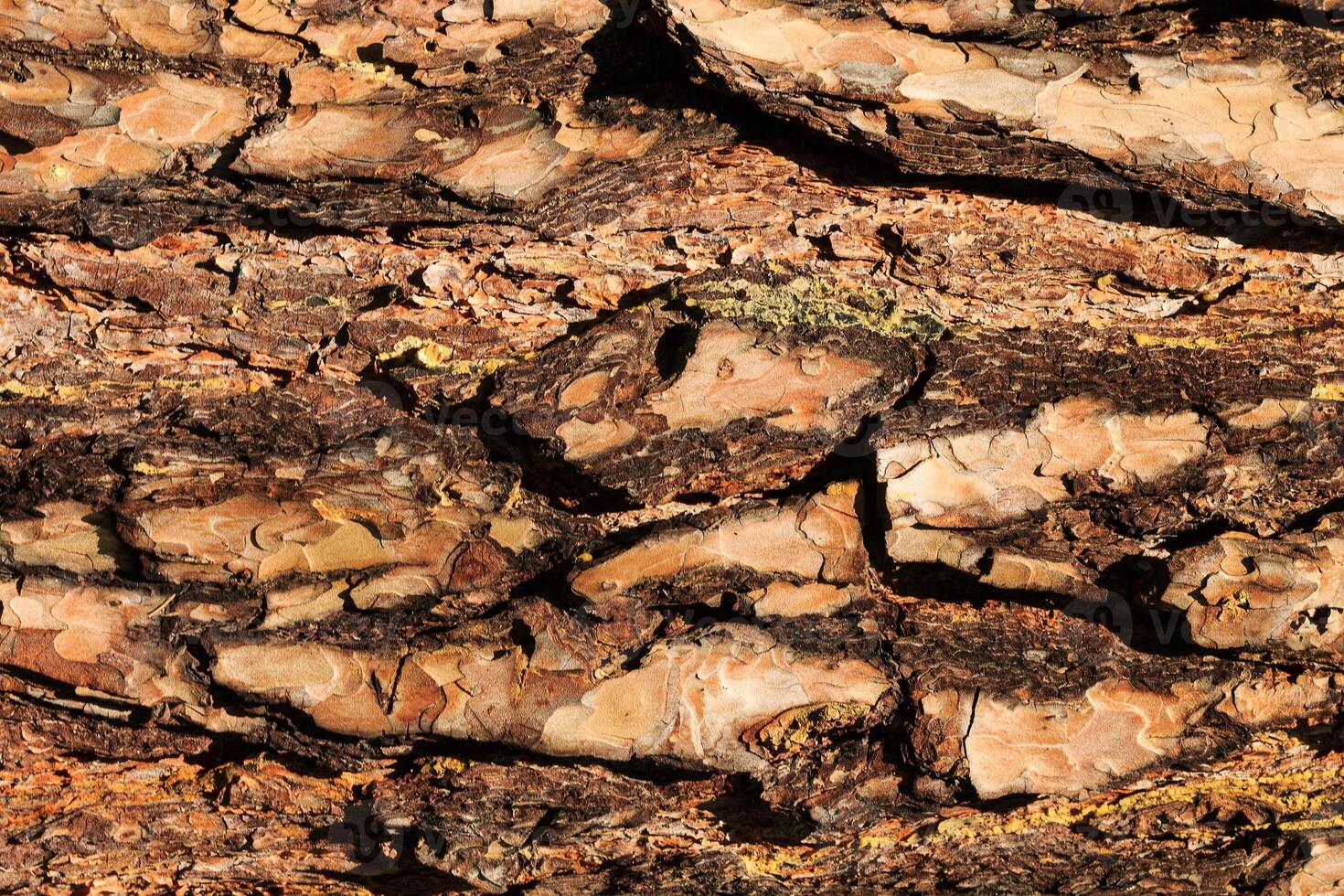 the bark of old pine tree texture photo