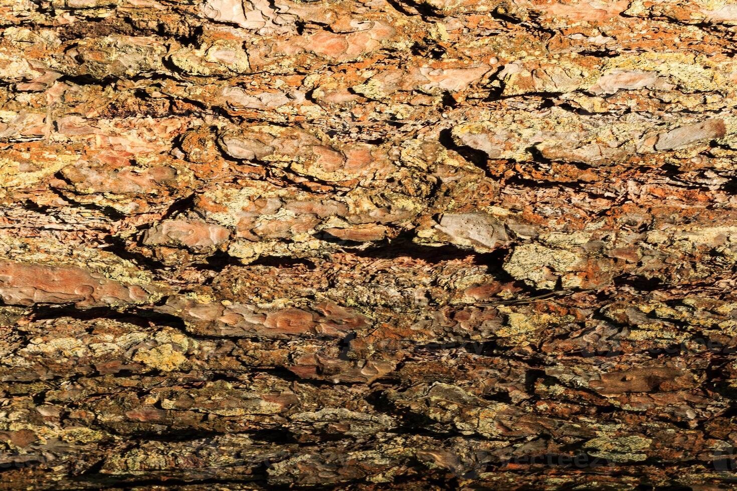 the bark of old pine tree texture photo