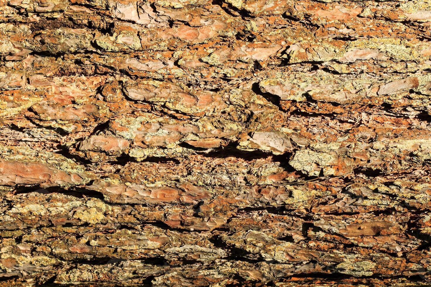 the bark of old pine tree texture photo