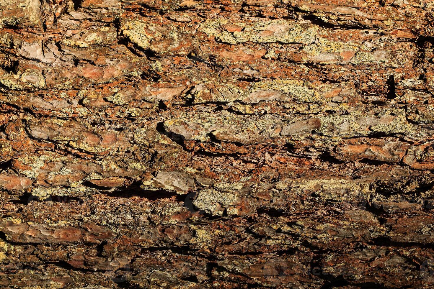 the bark of old pine tree texture photo