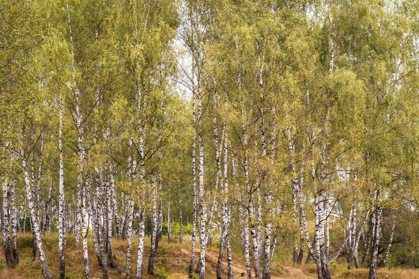 Birch forest in the early autumn. photo