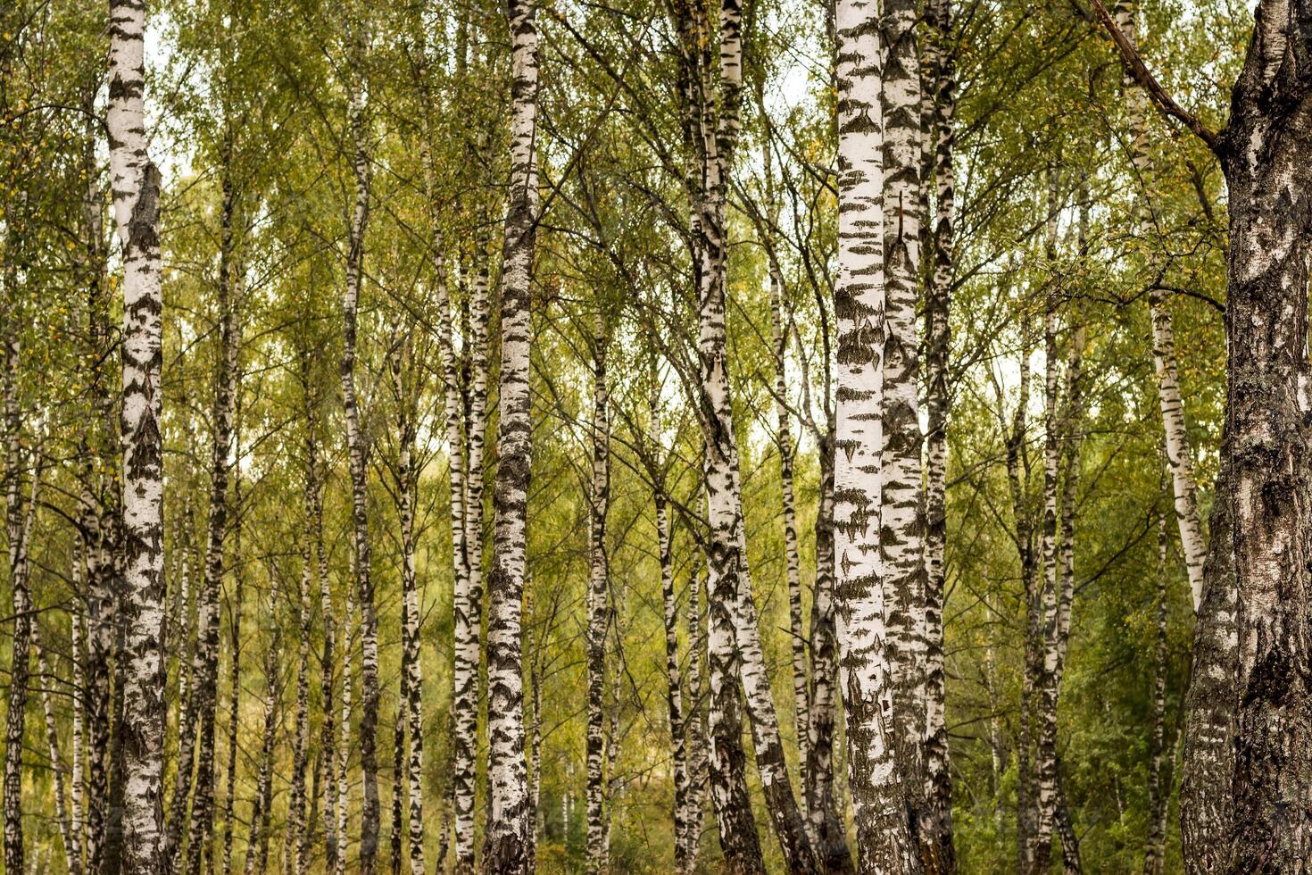 Birch forest in the early autumn. photo