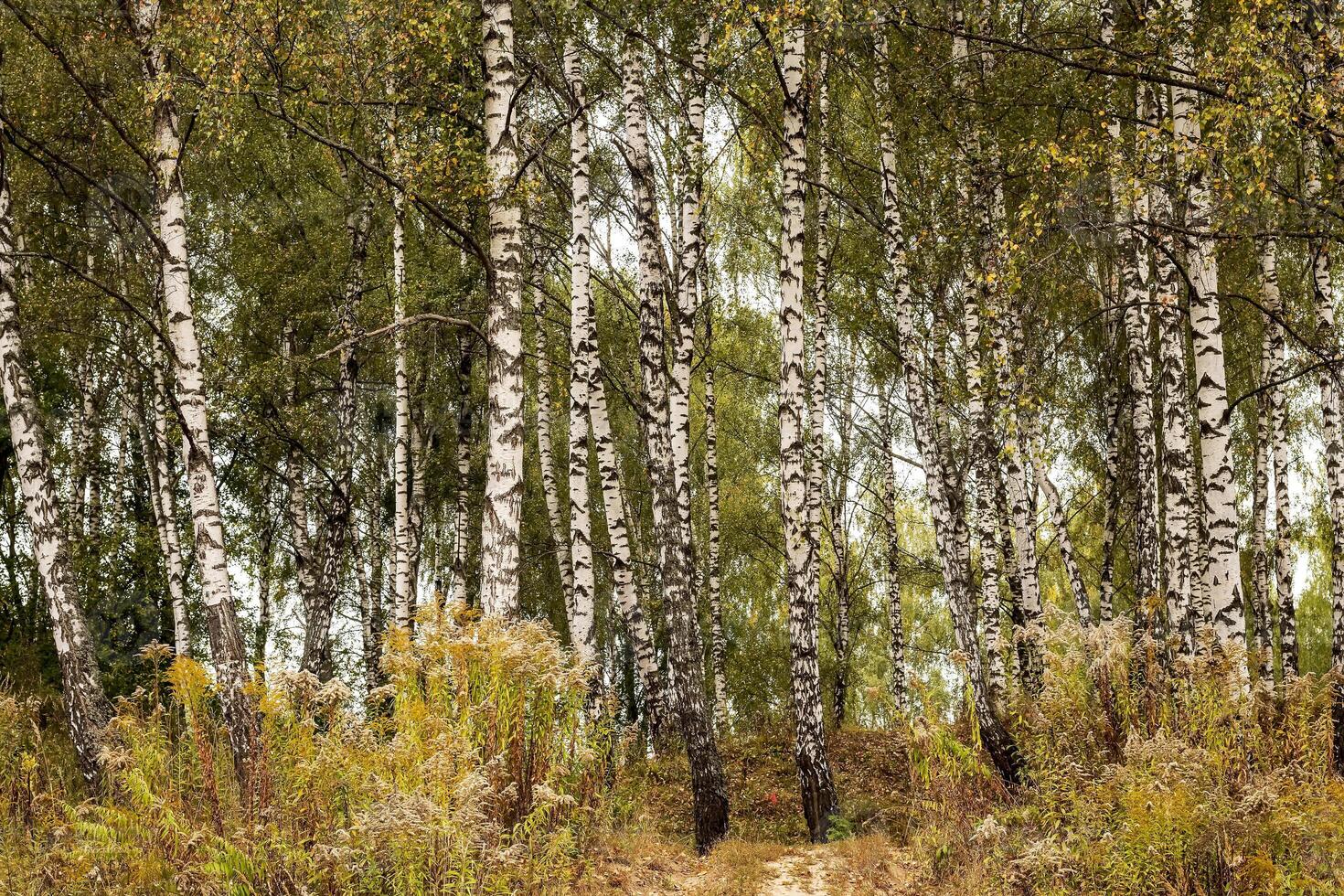 Birch forest in the early autumn. photo