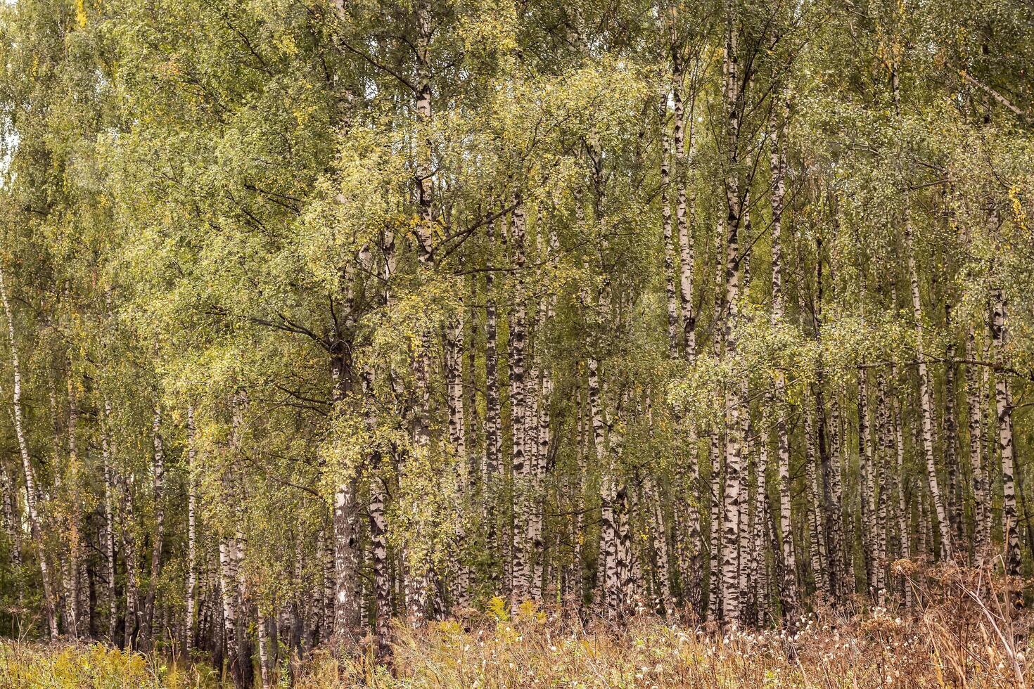 Birch forest in the early autumn. photo