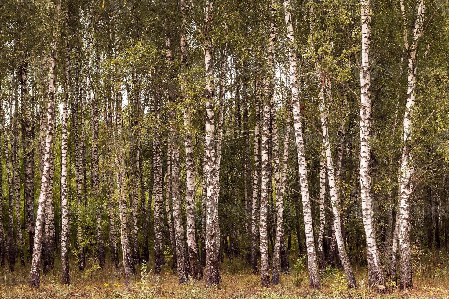 Birch forest in the early autumn. photo