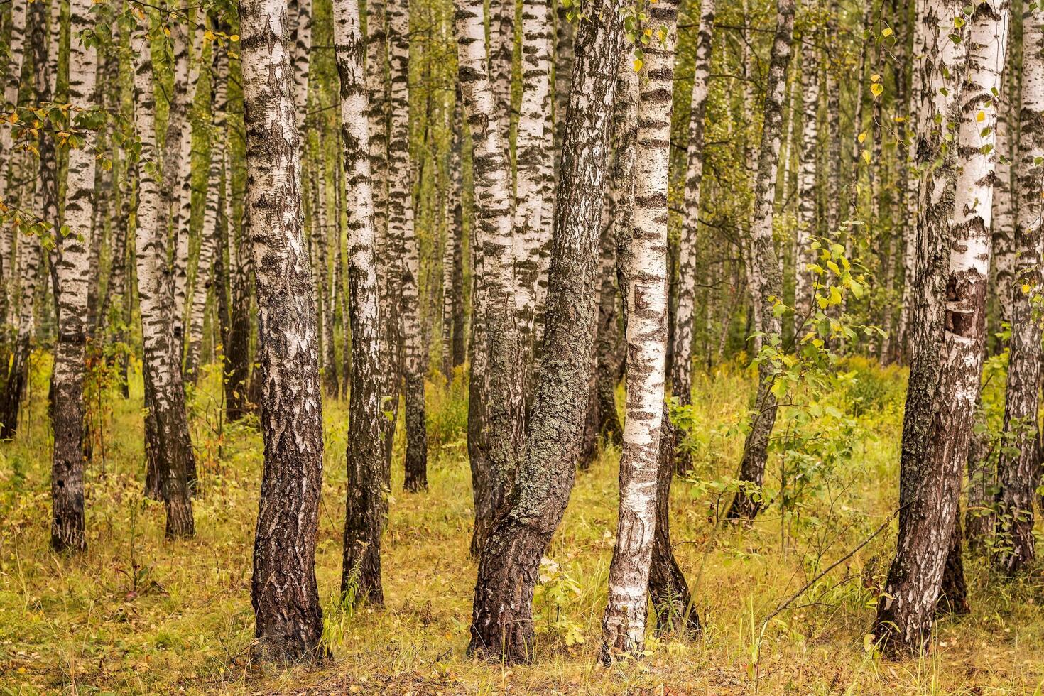 Birch forest in the early autumn. photo