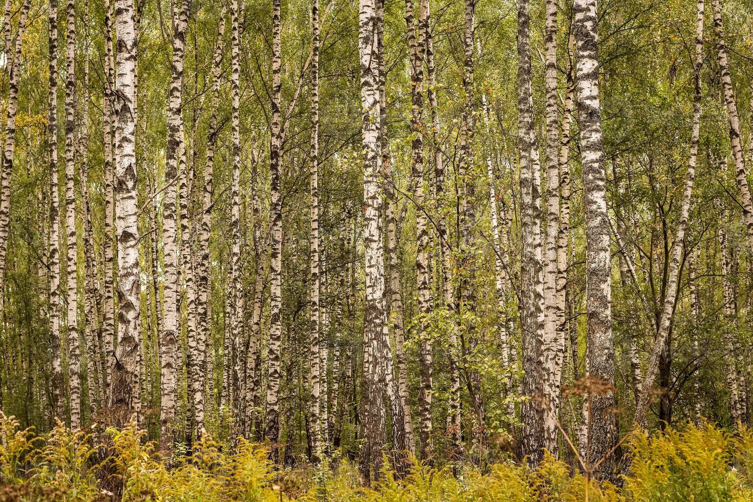Birch forest in the early autumn. photo