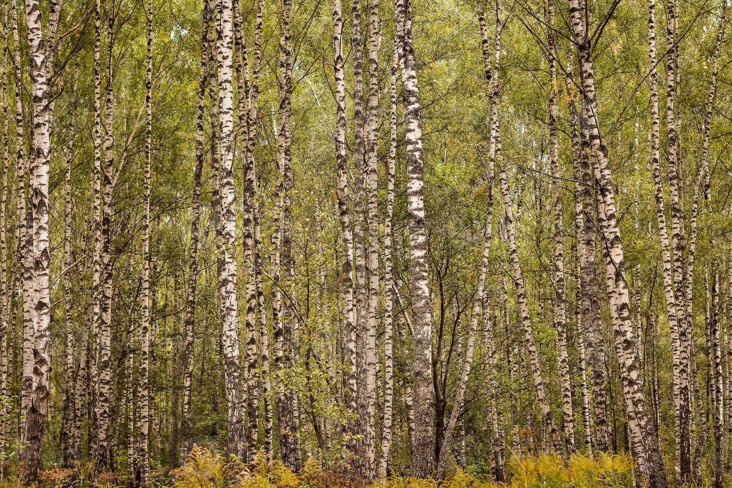 Birch forest in the early autumn. photo
