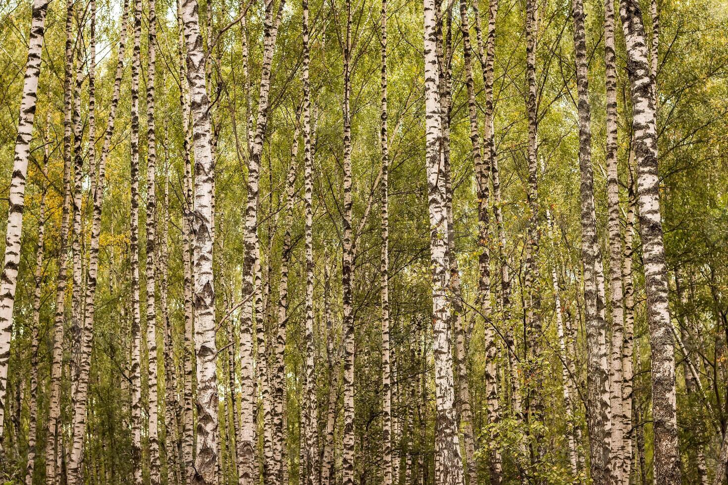 Birch forest in the early autumn. photo