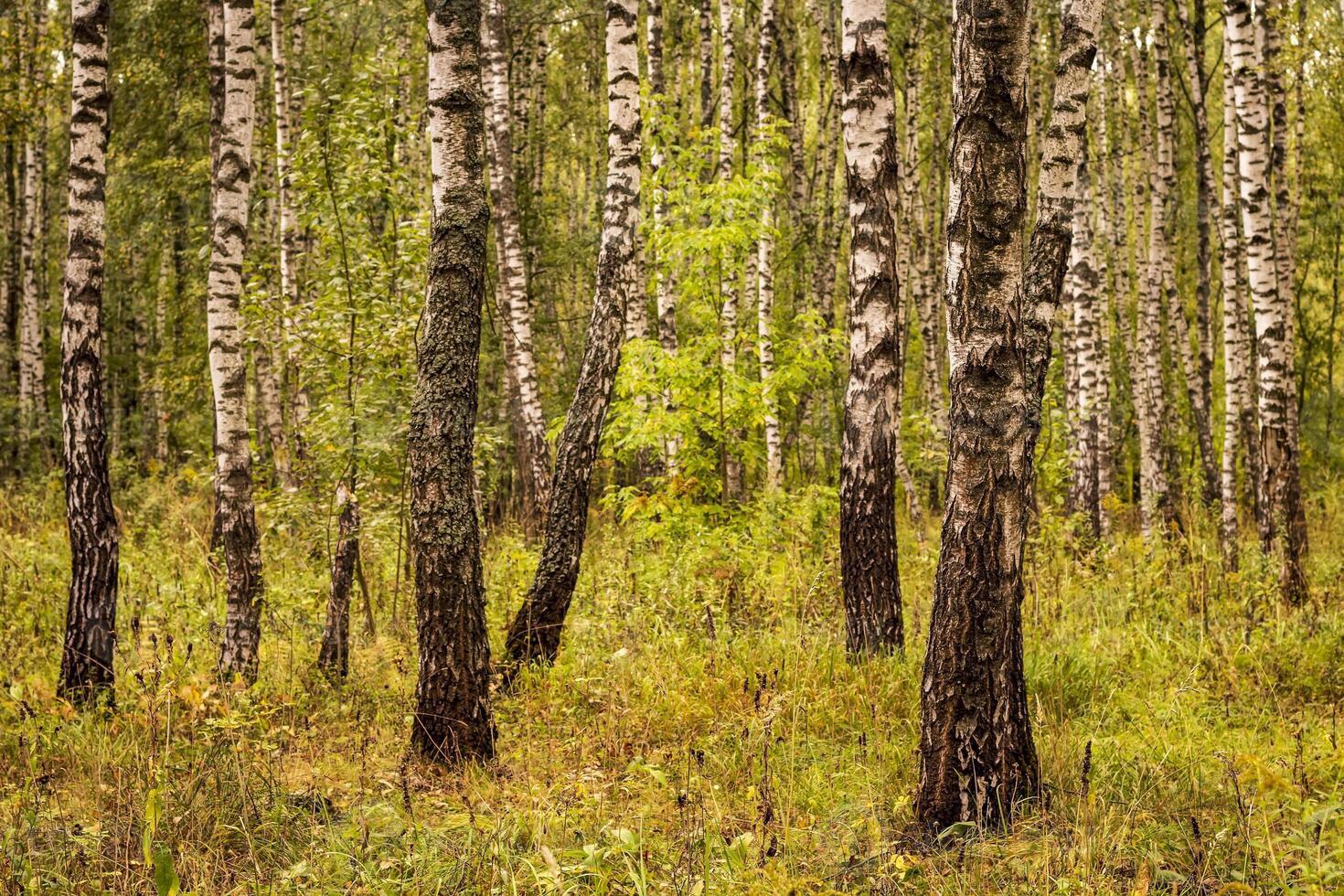 Birch forest in the early autumn. photo