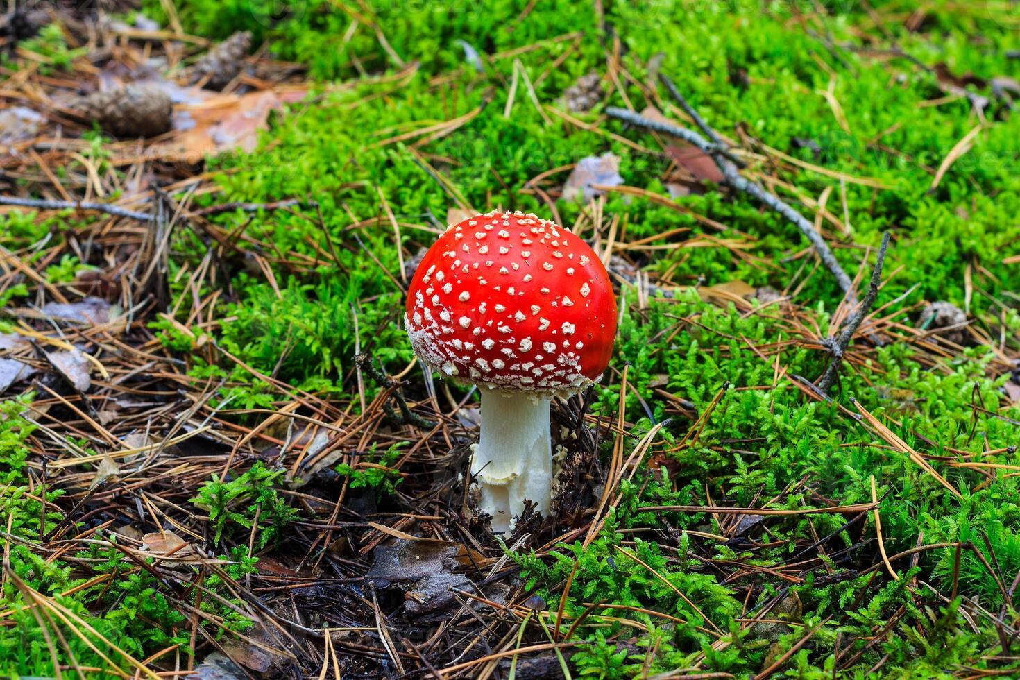 red amanita in the autumn forest on a cloudy day photo