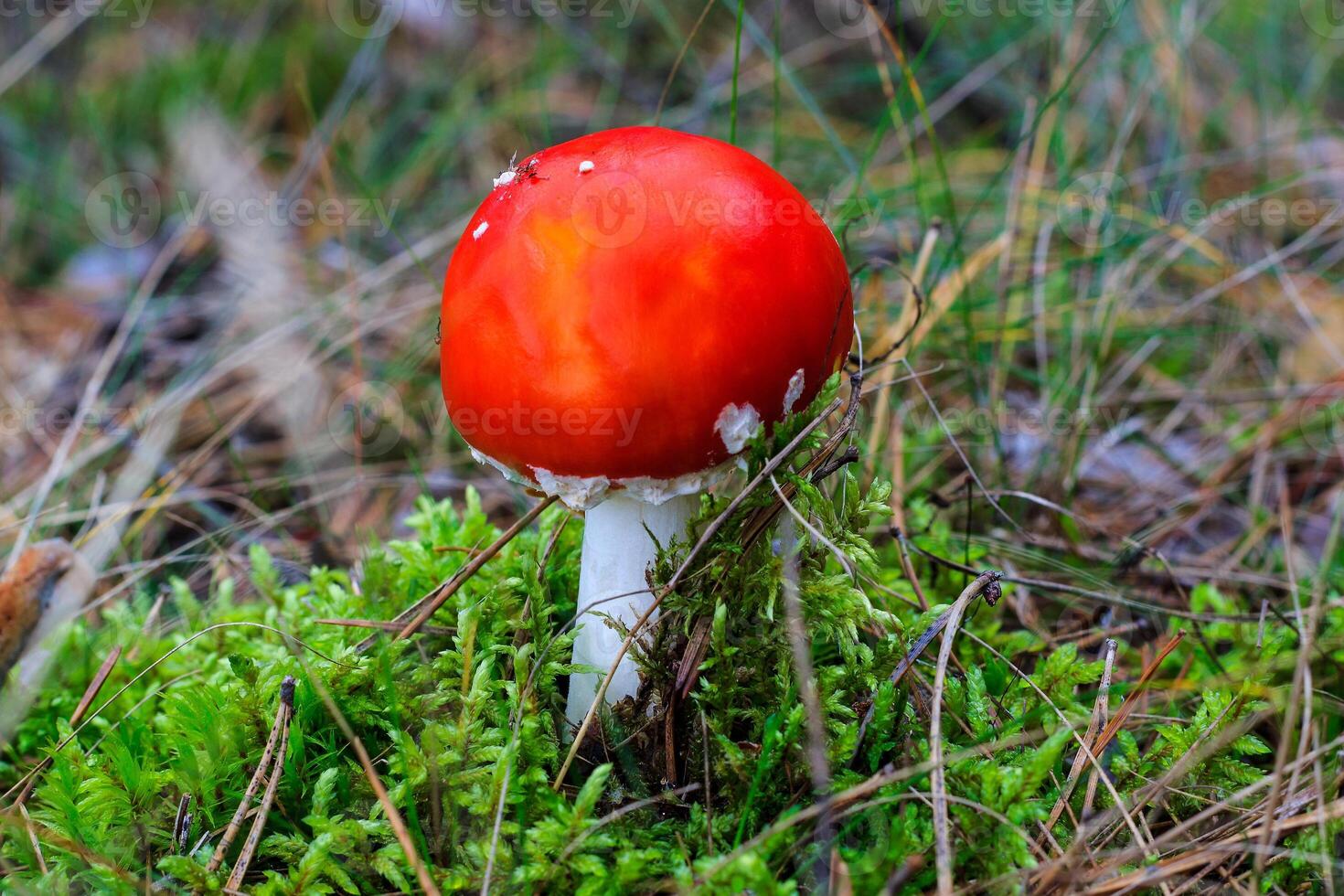 red amanita in the autumn forest on a cloudy day photo