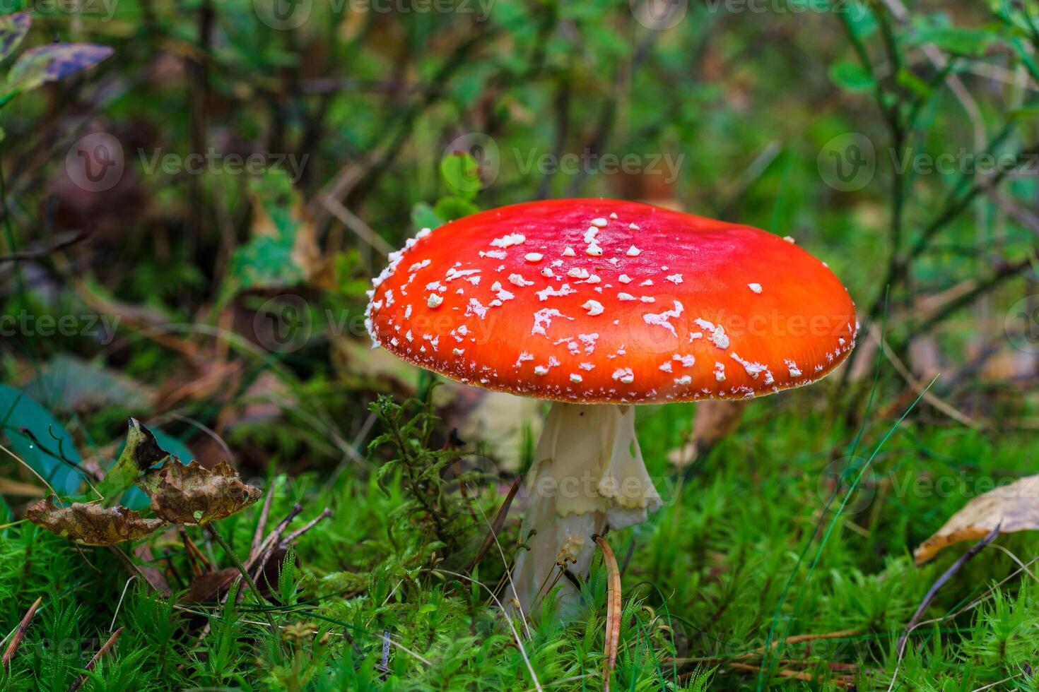 red amanita in the autumn forest on a cloudy day photo