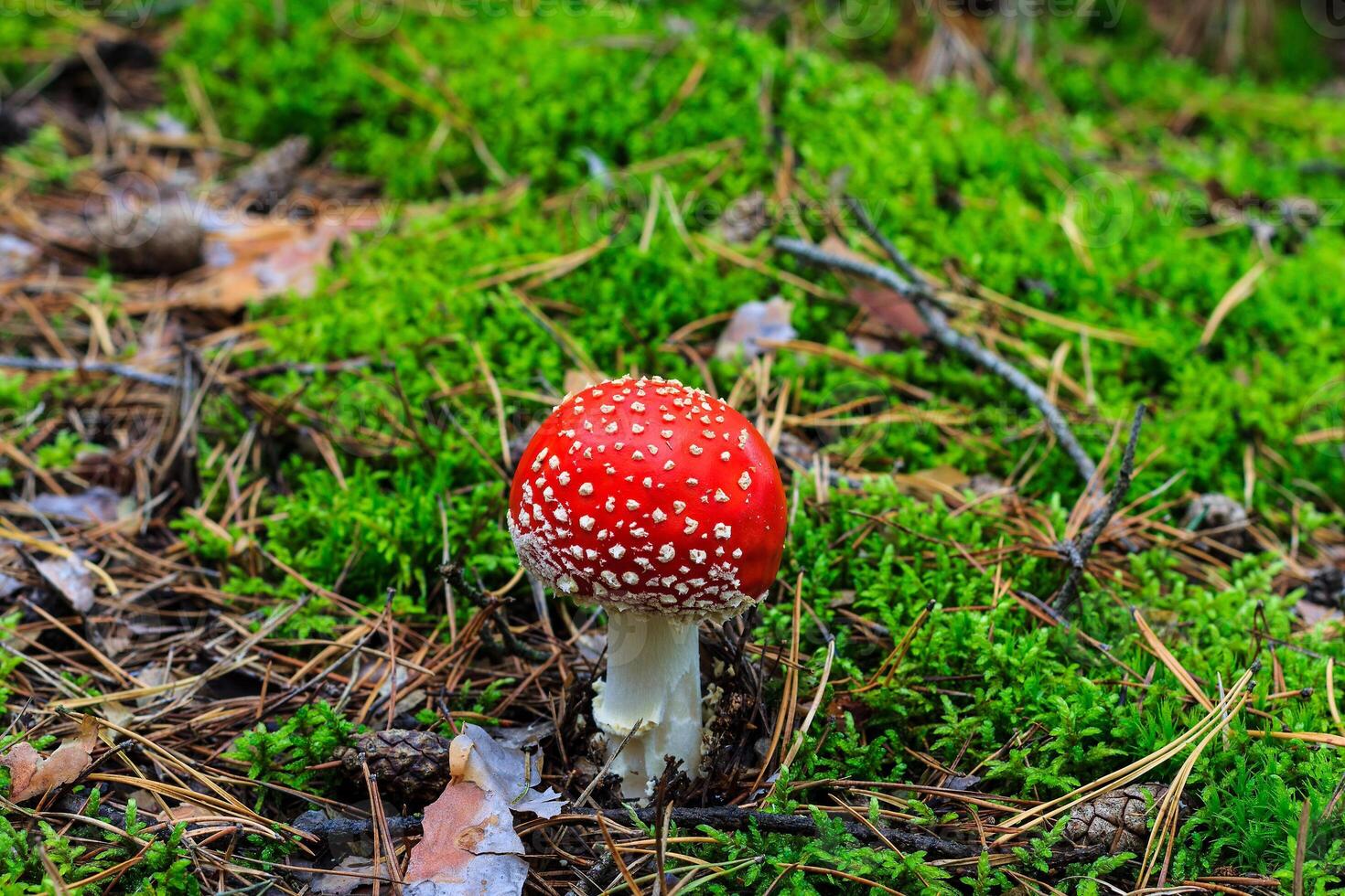 red amanita in the autumn forest on a cloudy day photo