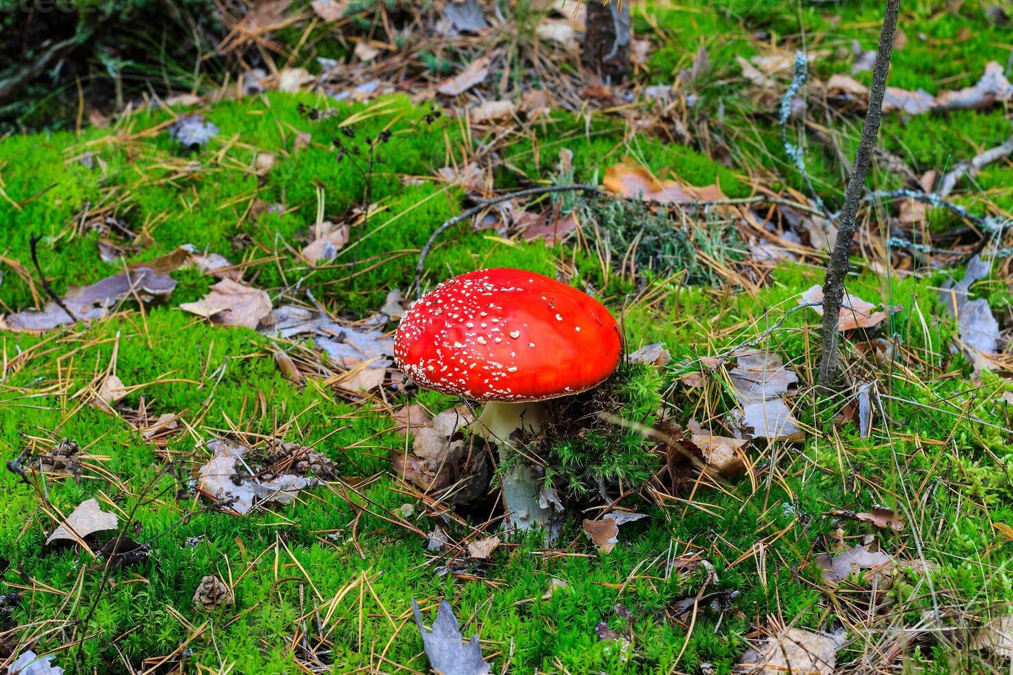 red amanita in the autumn forest on a cloudy day photo