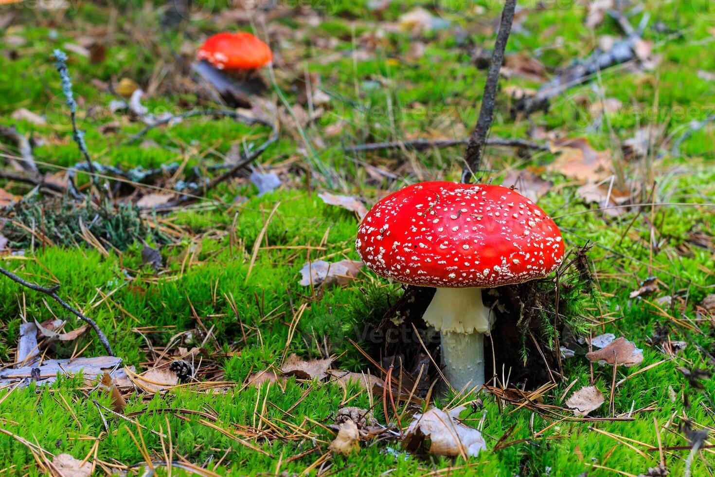 red amanita in the autumn forest on a cloudy day photo