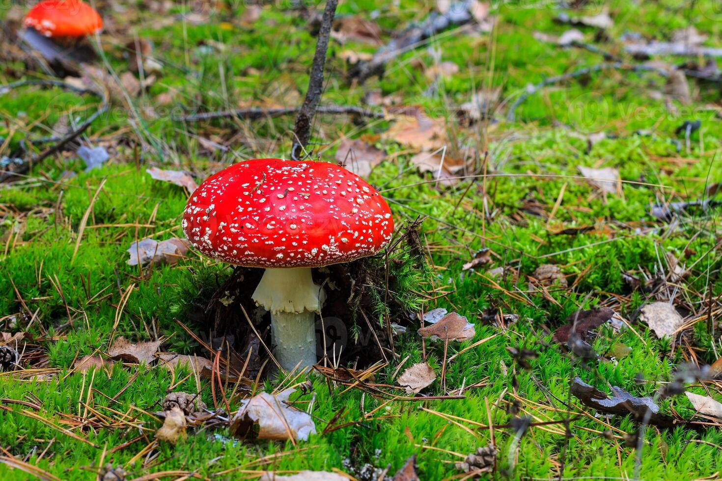 red amanita in the autumn forest on a cloudy day photo