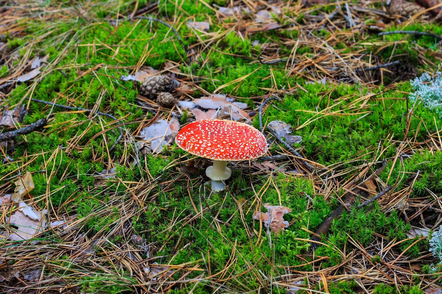 red amanita in the autumn forest on a cloudy day photo