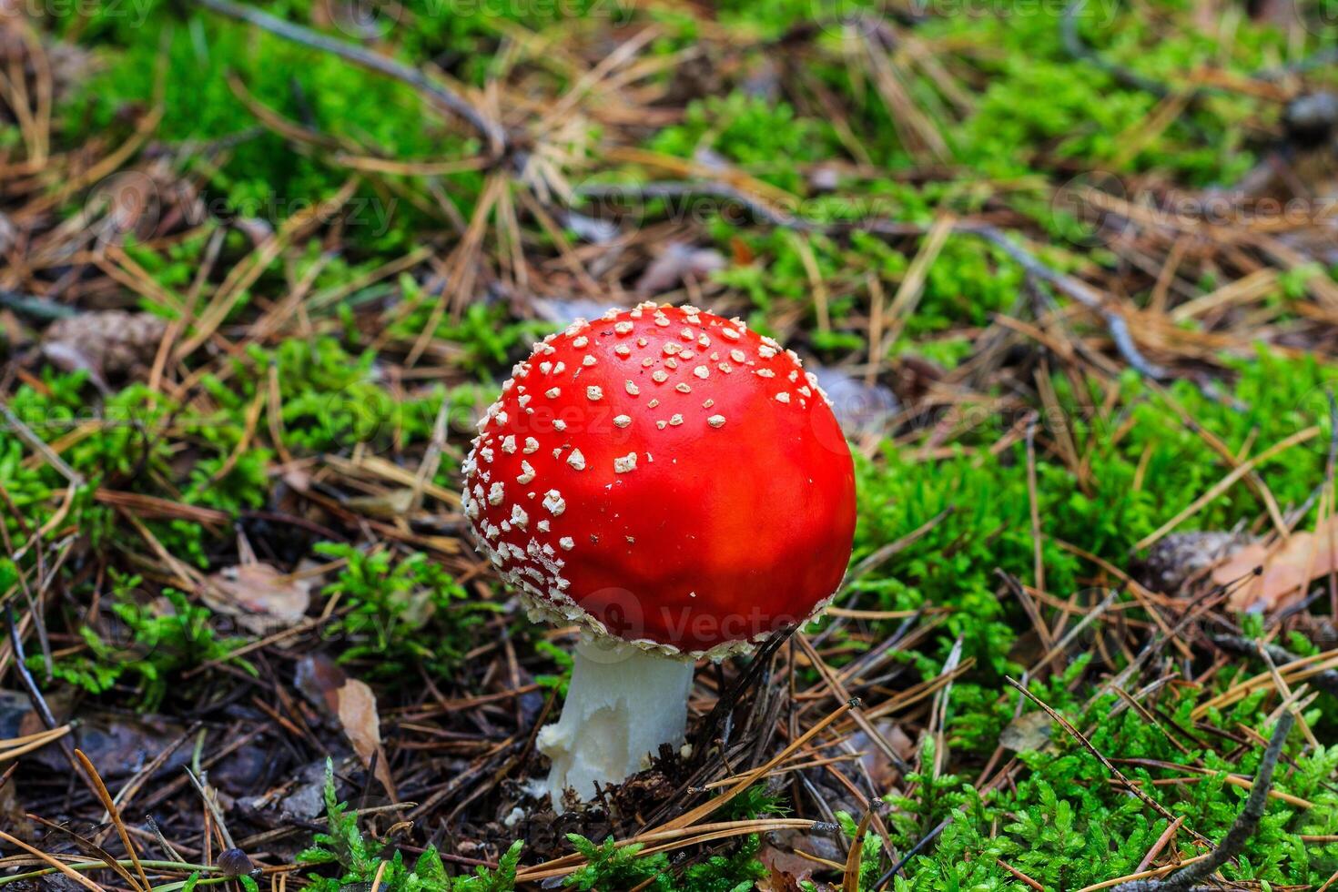 red amanita in the autumn forest on a cloudy day photo
