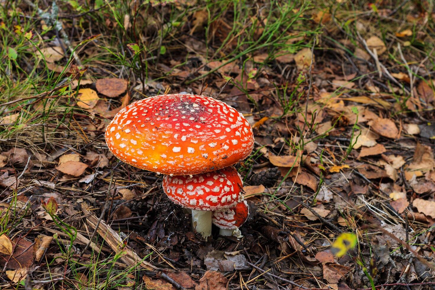 red amanita in the autumn forest on a cloudy day photo