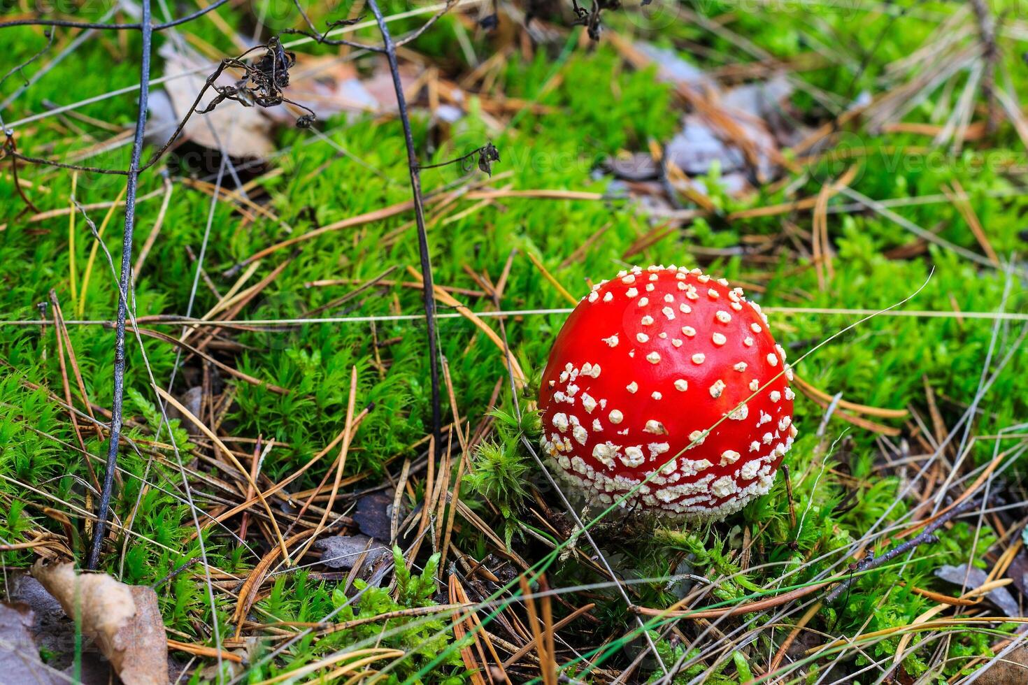 red amanita in the autumn forest on a cloudy day photo