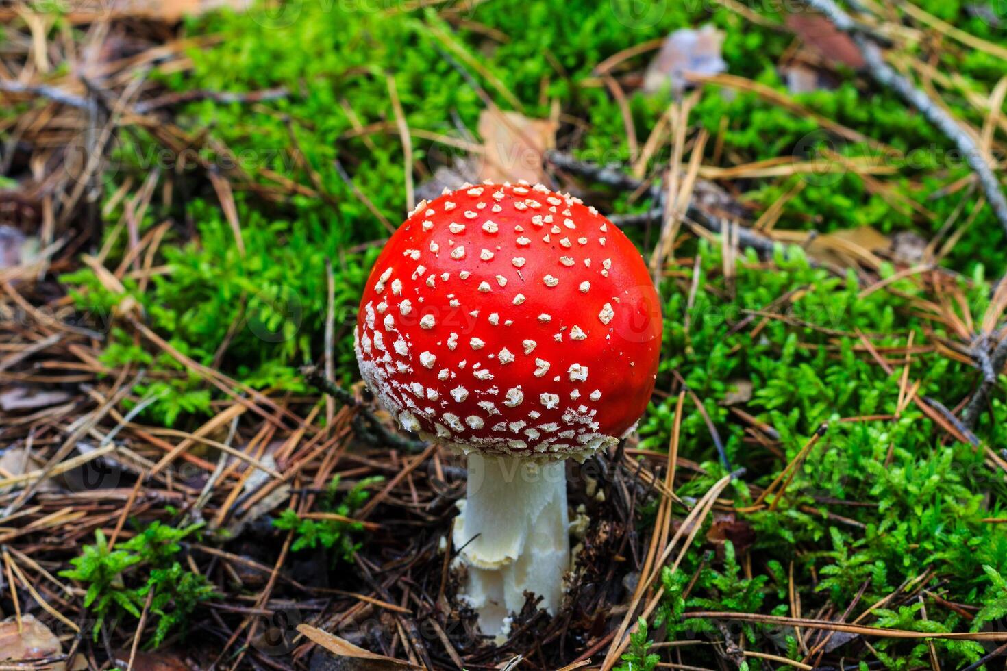 red amanita in the autumn forest on a cloudy day photo