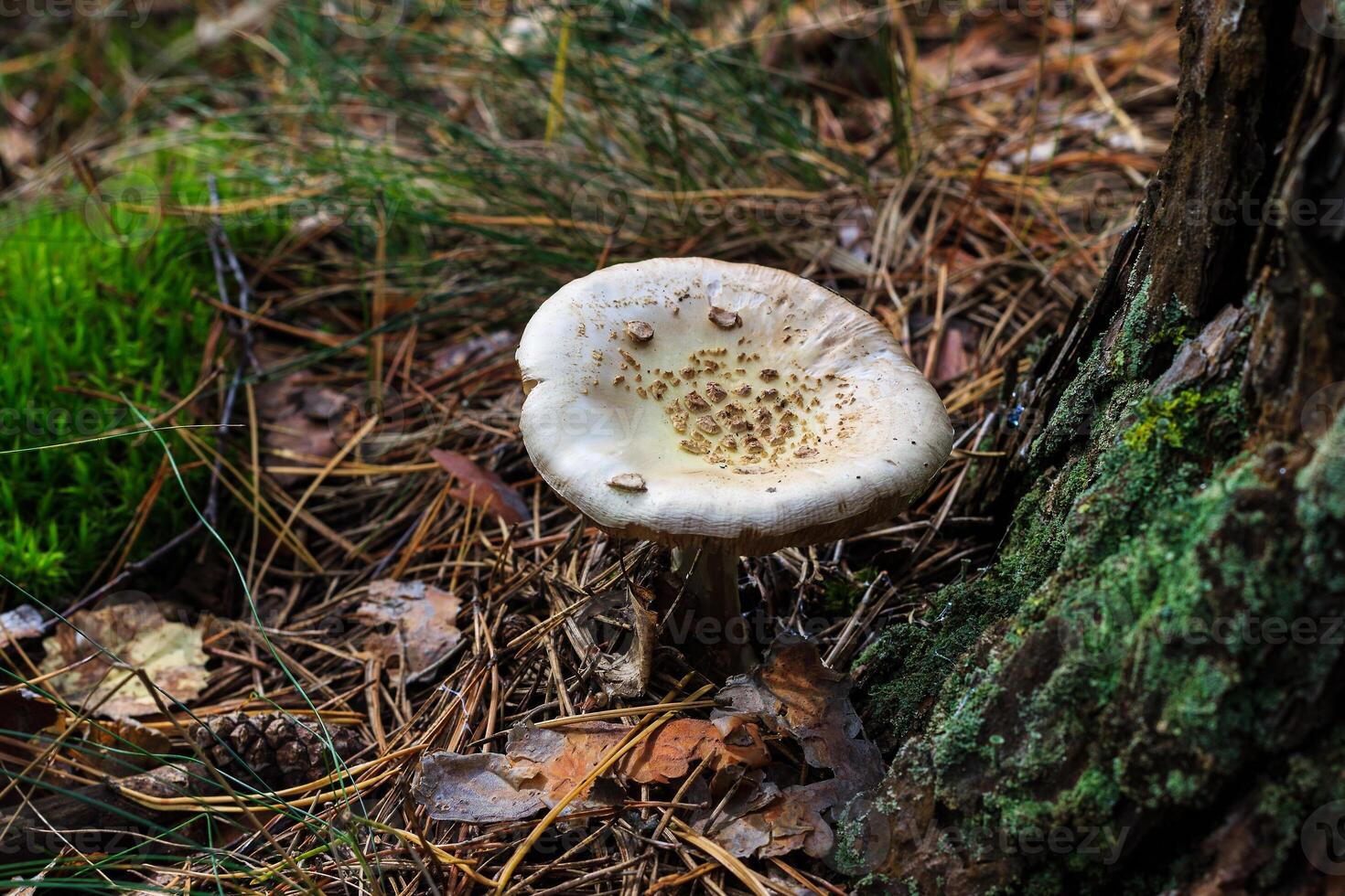 Pale toadstool in autumn forest photo