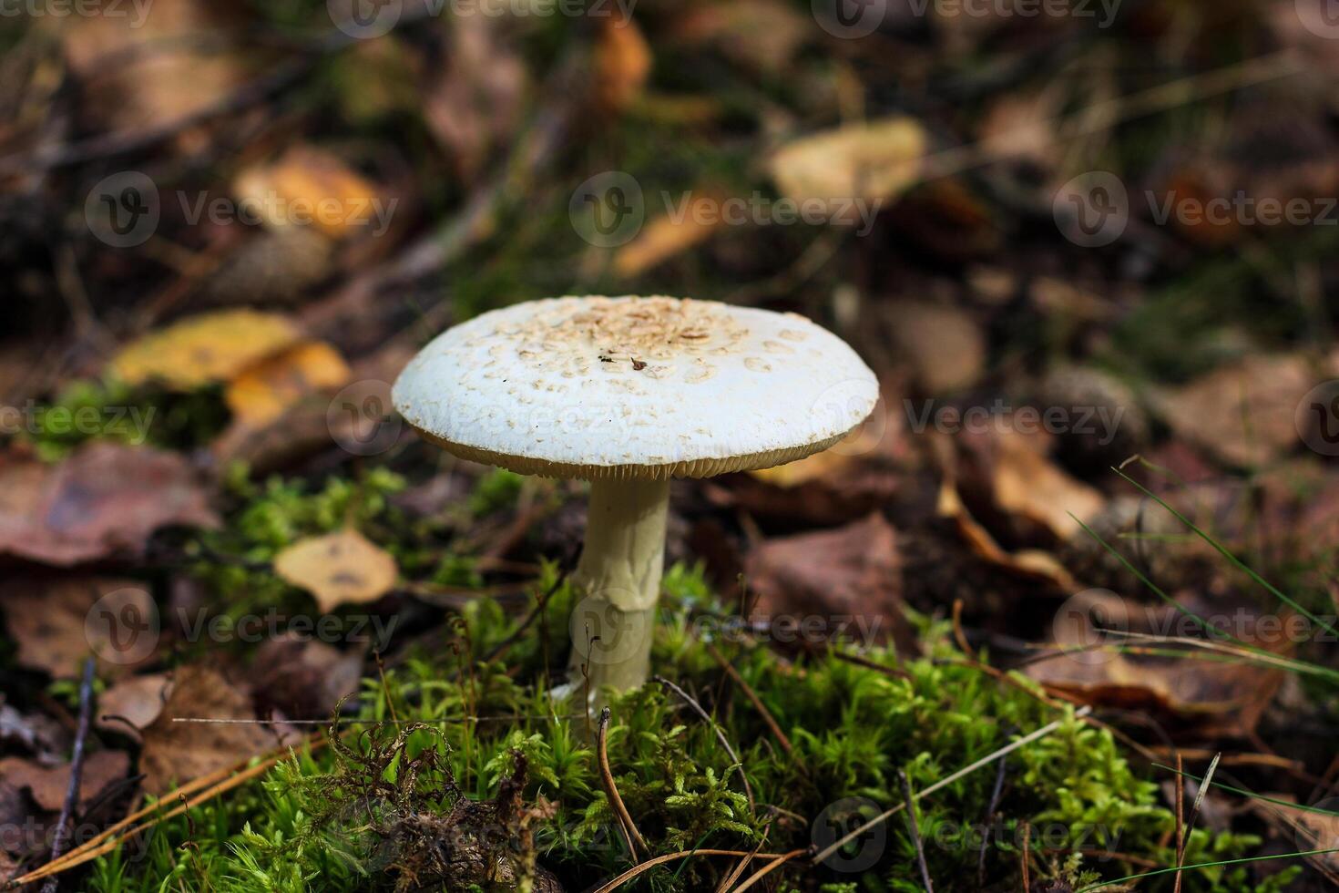 Pale toadstool in autumn forest photo