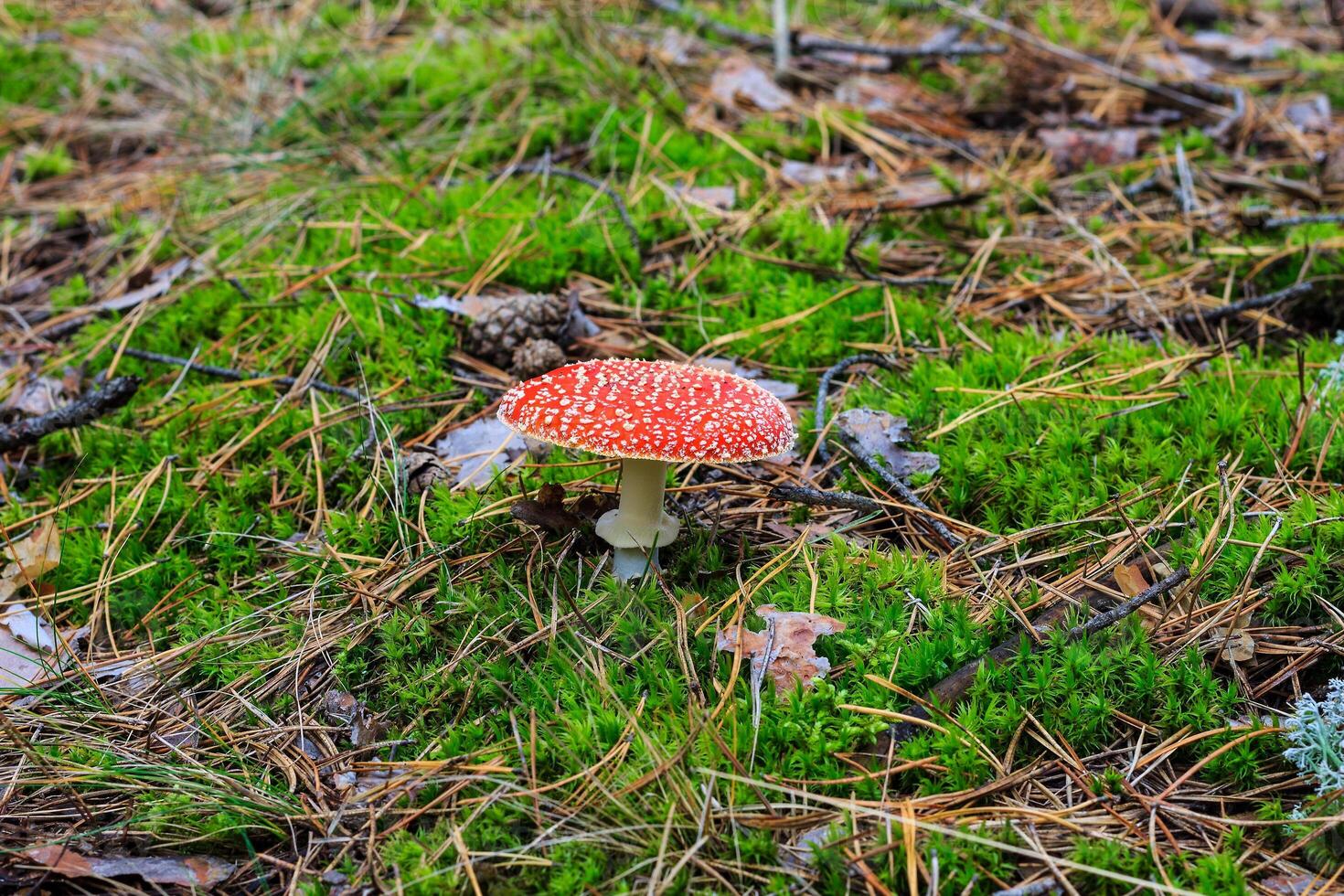red amanita in the autumn forest on a cloudy day photo