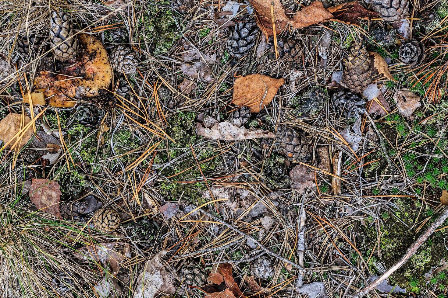 texture of fallen cones and moss photo