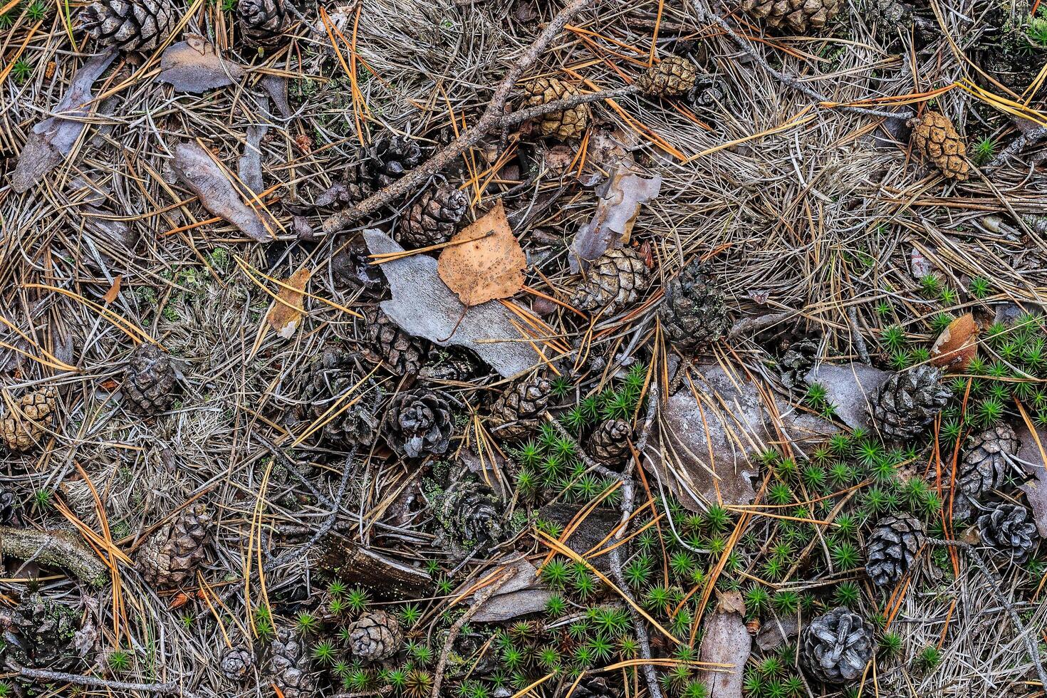 texture of fallen cones and moss photo