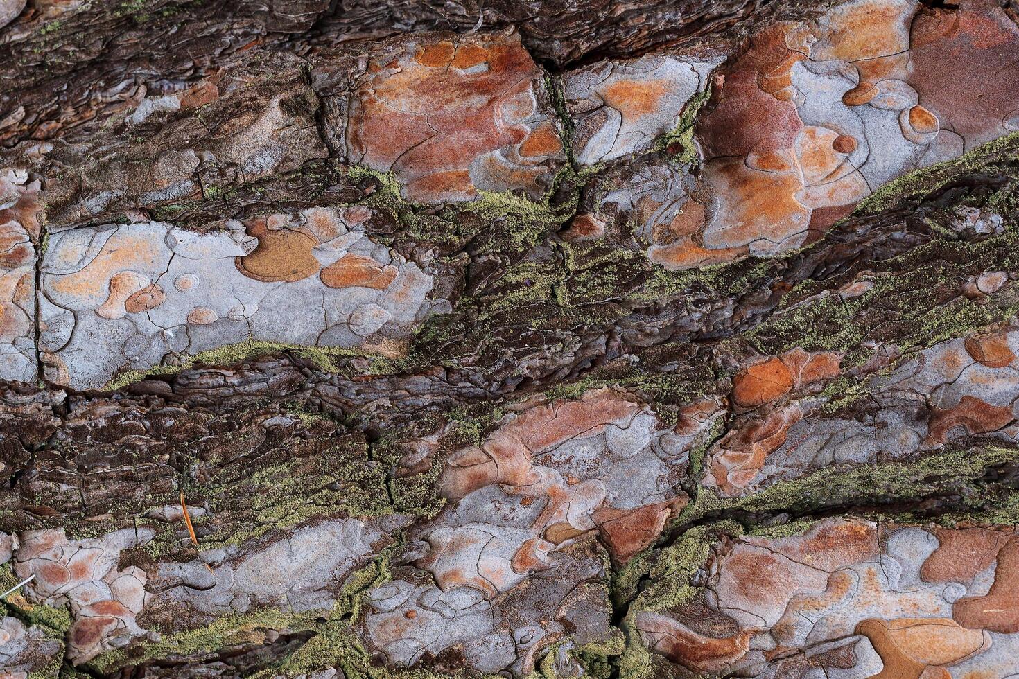 texture af old pine tree bark photo
