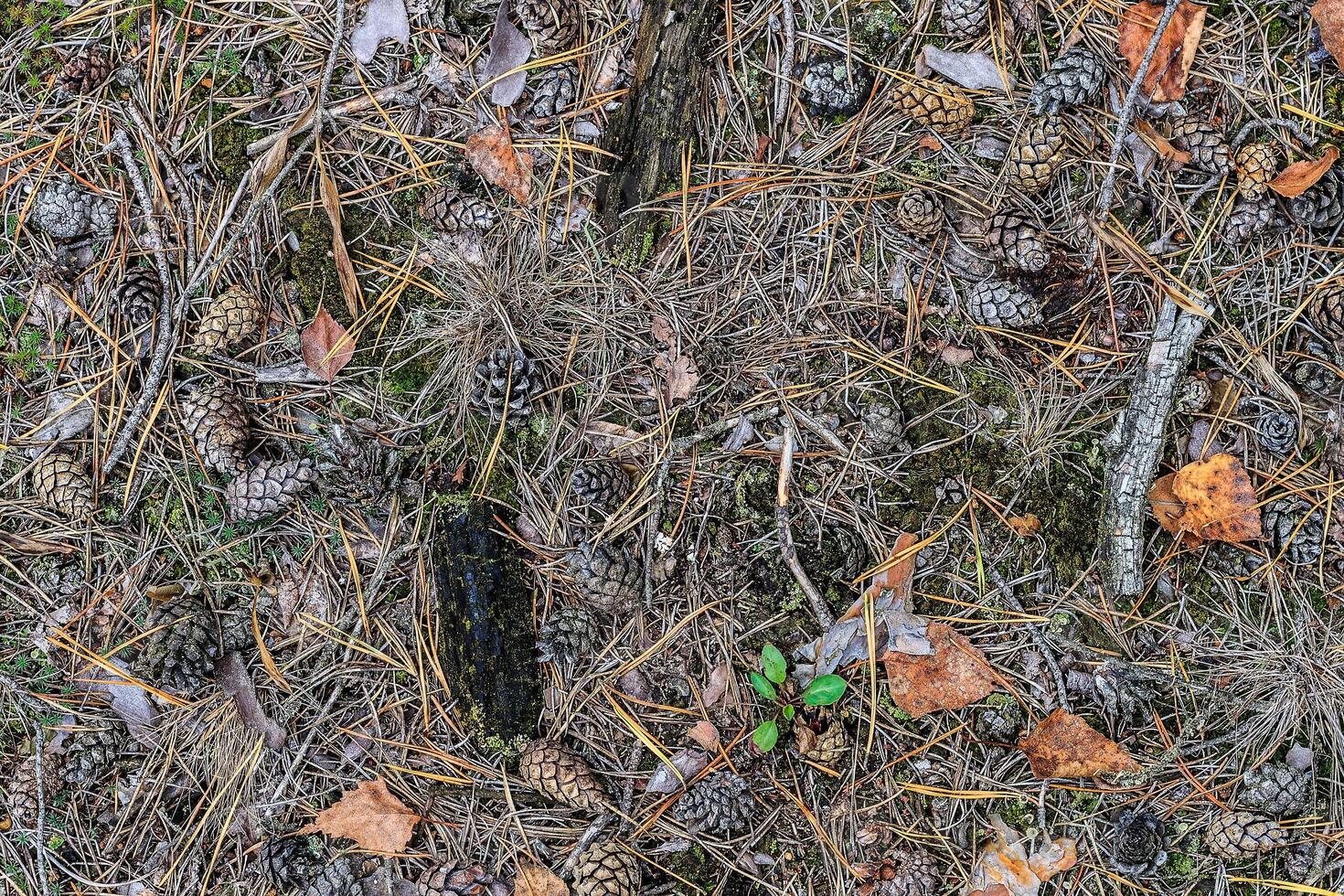 texture of fallen cones and moss photo