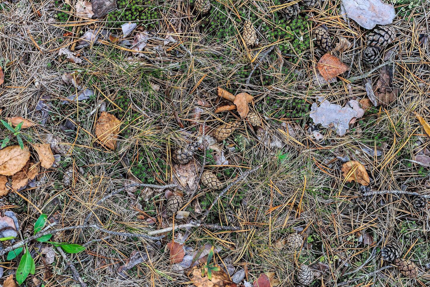 texture of fallen cones and moss photo
