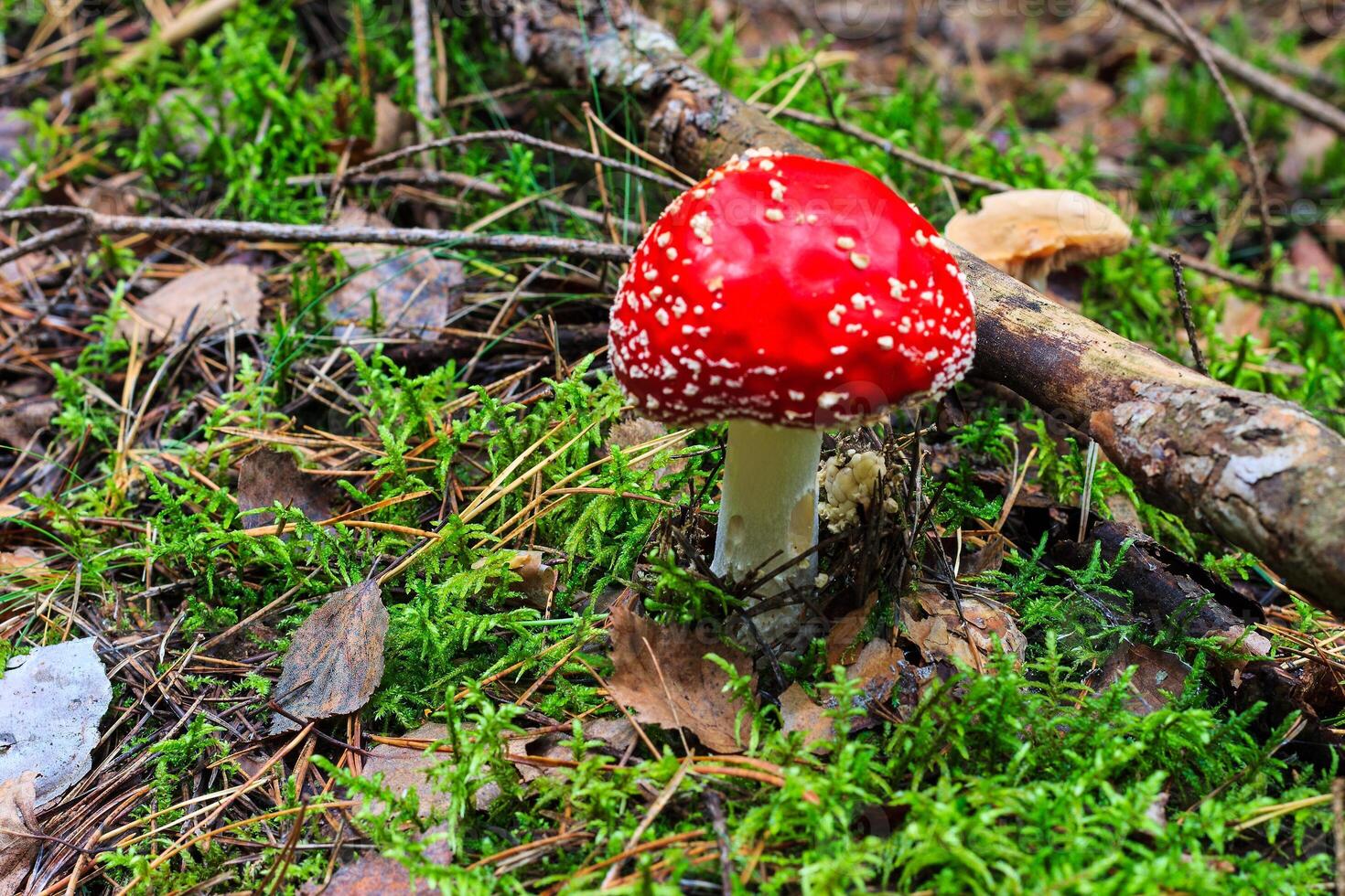 red amanita in the autumn forest on a cloudy day photo