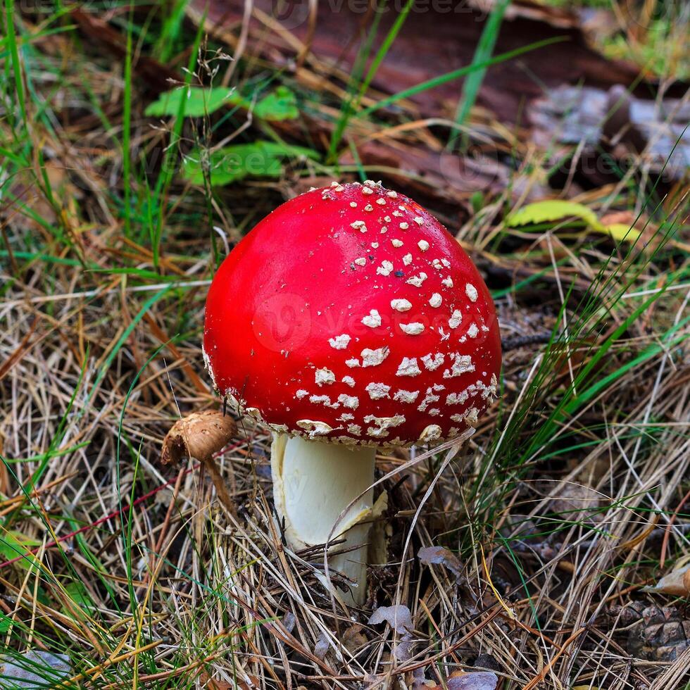red amanita in the autumn forest on a cloudy day photo
