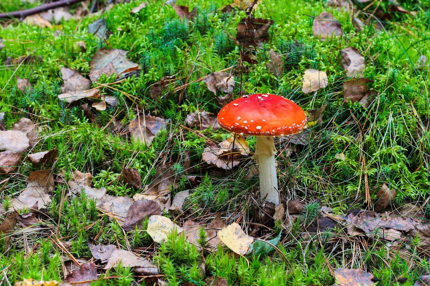 red amanita in the autumn forest on a cloudy day photo
