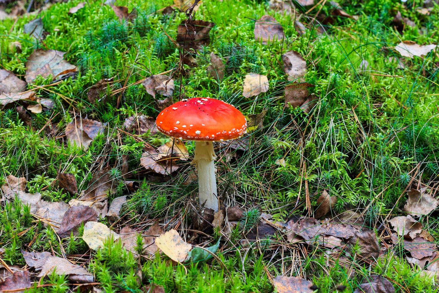 red amanita in the autumn forest on a cloudy day photo