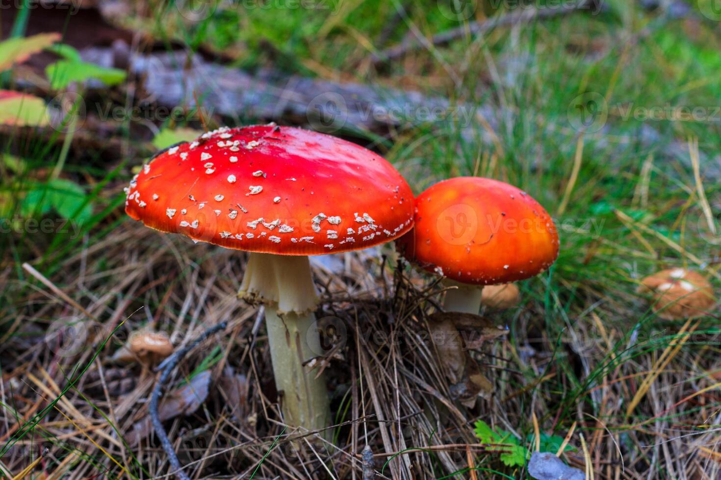 red amanita in the autumn forest on a cloudy day photo