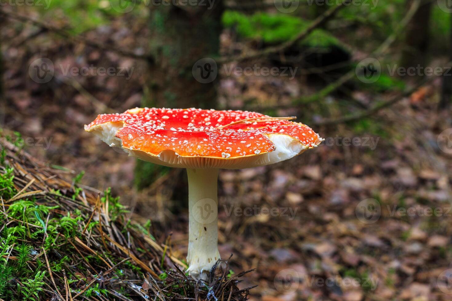 red amanita in the autumn forest on a cloudy day photo
