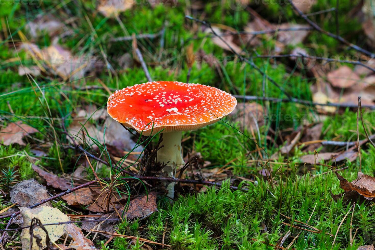 red amanita in the autumn forest on a cloudy day photo