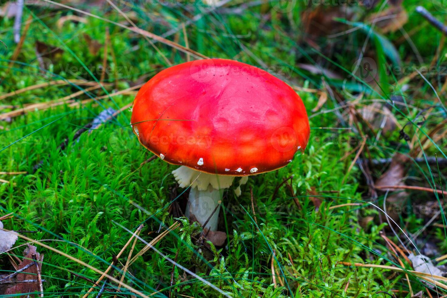 red amanita in the autumn forest on a cloudy day photo