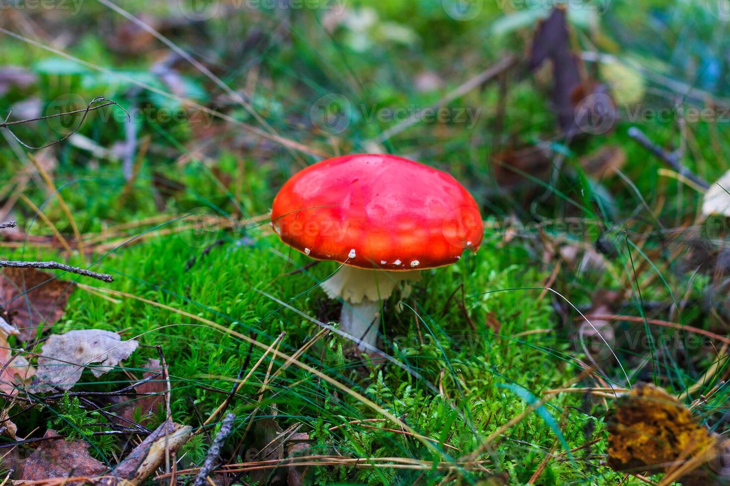 red amanita in the autumn forest on a cloudy day photo